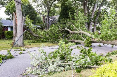 Fallen Tree in a Yard