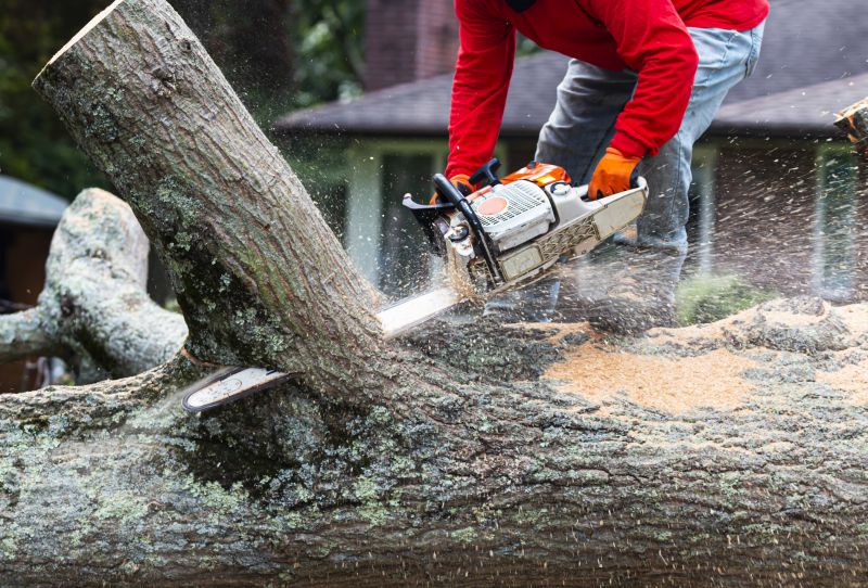 Tree Cutting in Action