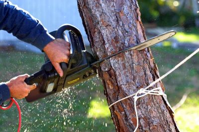 Tree Cutting Process