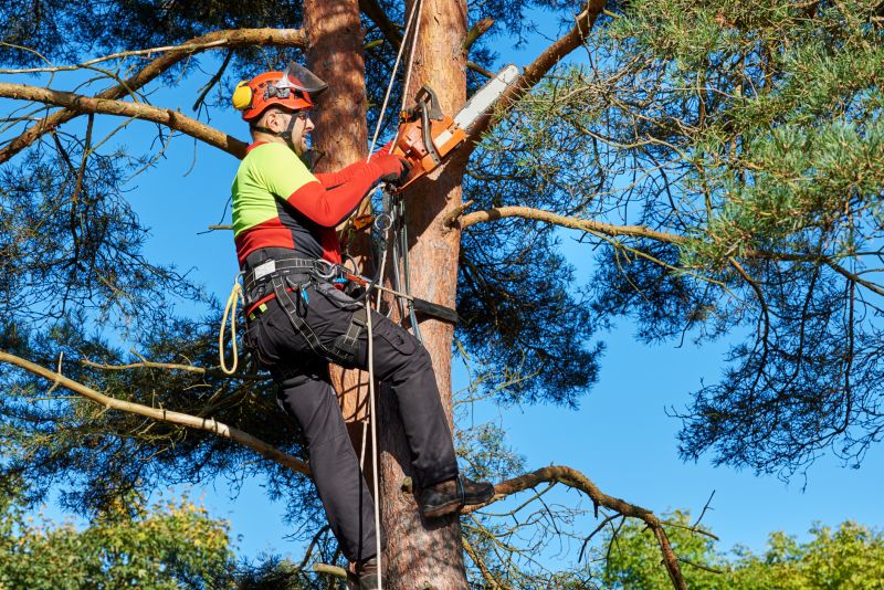 Professional Tree Service Team