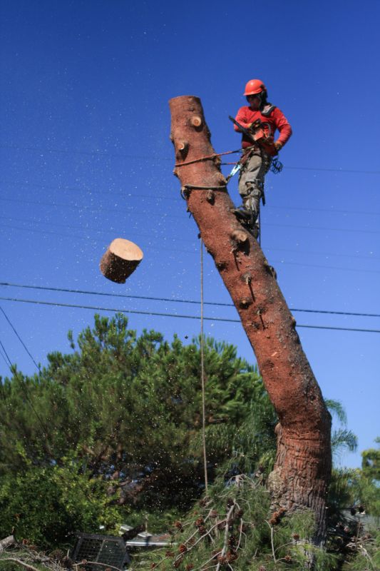 Why Hiring Professionals For Tree Removal Is Essential