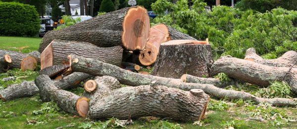 Cost of Large Tree Removal in Charlottesville