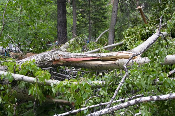 Cost of Birch Tree Removal in Charlottesville