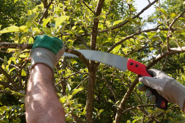 Cost of Elm Tree Removal in Charlottesville