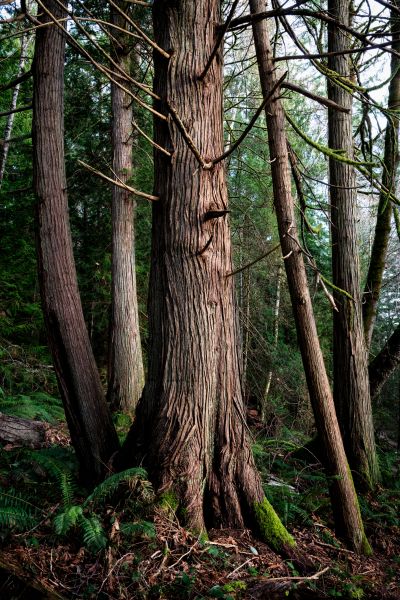 Cost of Cedar Tree Removal in Charlottesville