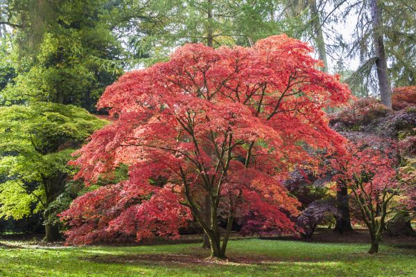 Cost of Maple Tree Removal in Charlottesville