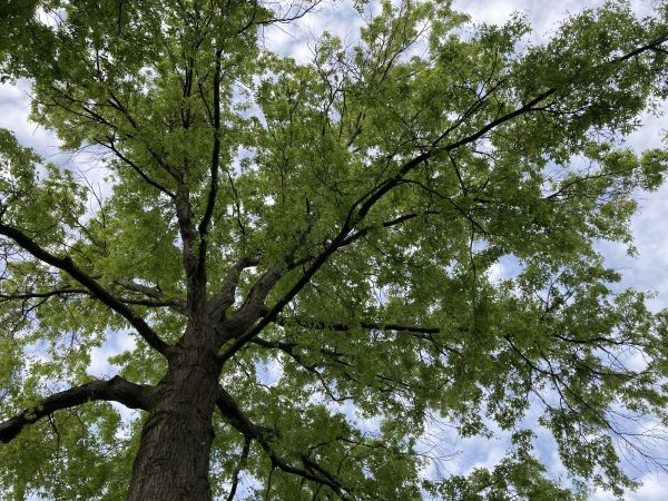 Cost of Oak Tree Removal in Charlottesville