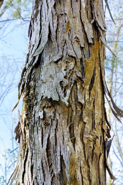 Cost of Hickory Tree Removal in Charlottesville