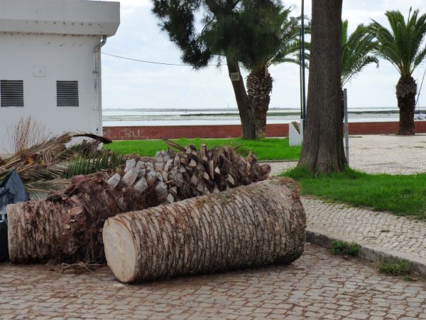 Cost of Palm Trees Removal in Charlottesville
