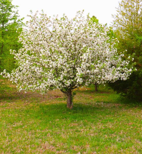 Cost of Dogwood Tree Removal in Charlottesville