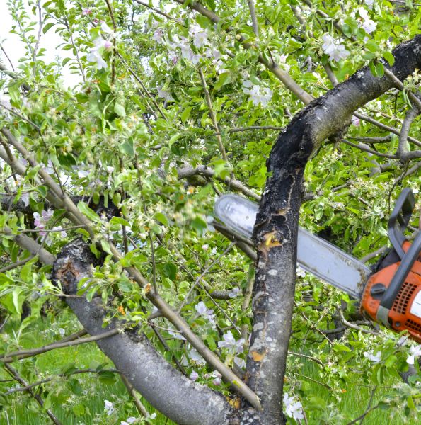 Cost of Apple Tree Removal in Charlottesville