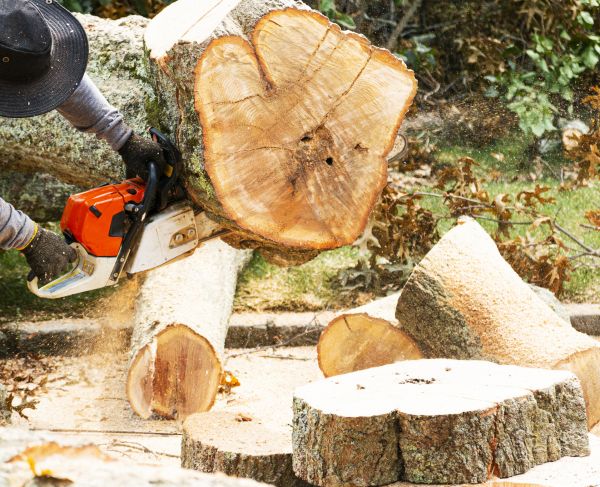 Cost of Tree Removal Service in Charlottesville