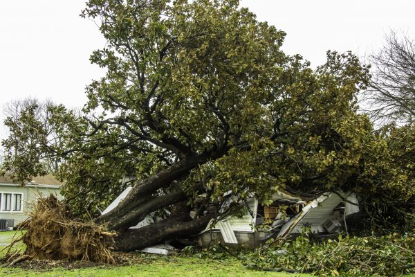 Cost of Fallen Tree Removal in Charlottesville