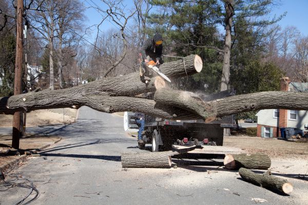 Cost of Residential Tree Removal in Charlottesville